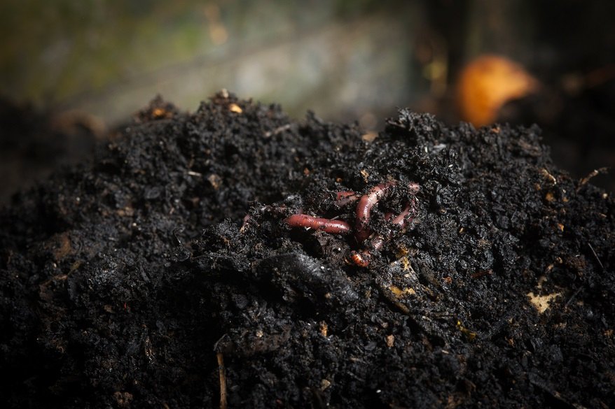 Harvesting worms, castings and liquids. - WormBiz - red wigglers and  vermicompost