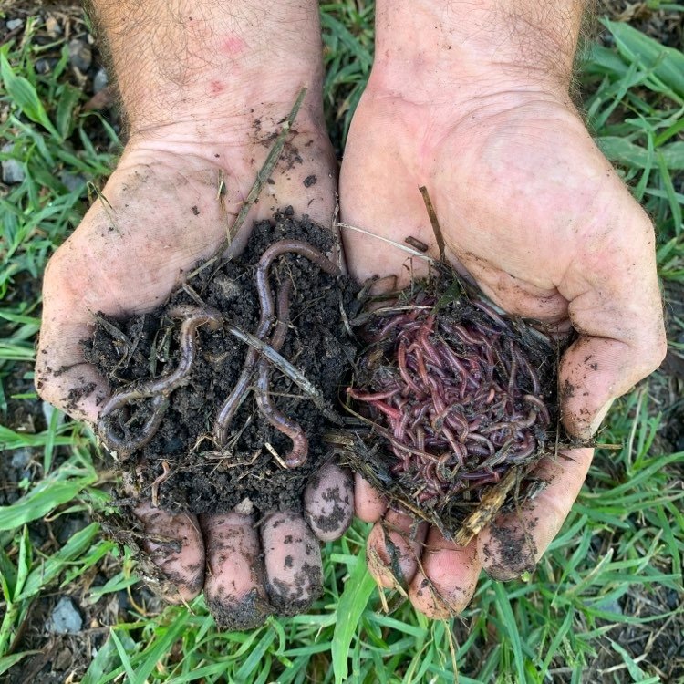 Raising Earth Worms - Red Worm Composting